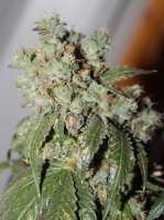 Imagen de paulRwolf (Cataract Kush)