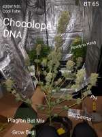 DNA Genetics Seeds Chocolope - foto de Chillskill