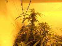 DNA Genetics Seeds Connie Chung - foto de jd09uk