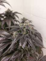 DNA Genetics Seeds Double Alien 18 - foto de 46nkid