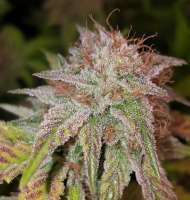 DNA Genetics Seeds HitMan OG - foto de sh0wtime