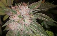 DNA Genetics Seeds HitMan OG - foto de sh0wtime