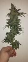 DNA Genetics Seeds Holy Grail Kush - foto de AntidoteMan