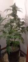 DNA Genetics Seeds Holy Grail Kush - foto de AntidoteMan