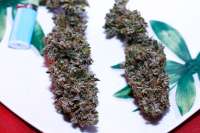 Imagen de Drollian (Holy Grail Kush)