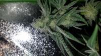 DNA Genetics Seeds L.A. Chocolat - foto de Chillpill123