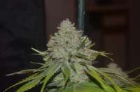 Imagen de 420vizions (LA Confidential)