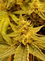 DNA Genetics Seeds L.A. Confidential - foto de Way2go