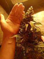 DNA Genetics Seeds L.A. Confidential - foto de Way2go