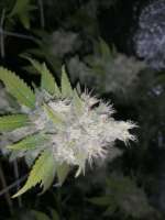 DNA Genetics Seeds Lemon OG Kush - foto de Rastastino