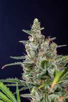 DNA Genetics Seeds Lemon Skunk - foto de Mortadelo