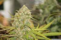 Imagen de Chilla (Lemon Skunk)