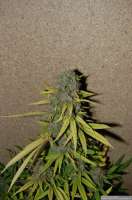 Imagen de Chilla (Lemon Skunk)