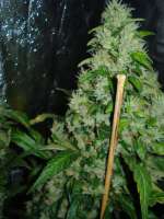 DNA Genetics Seeds Martian Mean Green - foto de rumo1