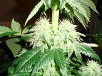 DNA Genetics Seeds ReCon - foto de BobderBaumeister