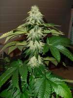 DNA Genetics Seeds ReCon - foto de BobderBaumeister