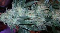 DNA Genetics Seeds Silver LA - foto de Beans