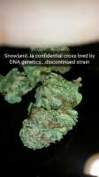 DNA Genetics Seeds SnowLAnd - foto de Ognick