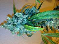 DNA Genetics Seeds Sour Cream - foto de Hashpapy