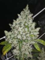 DNA Genetics Seeds Sour Kosher - foto de Ygryck