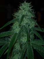 DNA Genetics Seeds Stacked Kush - foto de Prorealz