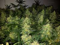 DNA Genetics Seeds Tangilope - foto de MrQnQ