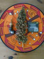 DNA Genetics Seeds White Alien - foto de Falconresearch