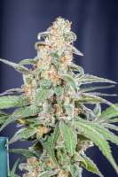 DSP Genetics Bubble Cookies - foto de Mortadelo