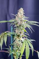 DSP Genetics Bubble Cookies - foto de Mortadelo