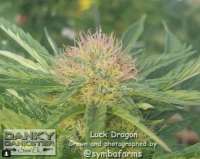 Danky Dankster Seed Co. Luck Dragon - foto de DankyDankster