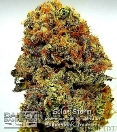 Danky Dankster Seed Co. Solar Storm