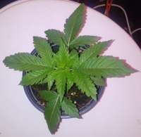 Dark Horse Genetics Clown Shoes OG - foto de manutara