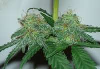 Imagen de Aokusa (White Widow)