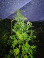 Delicious Seeds Black Russian - foto de swissfarmer