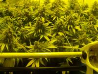 Imagen de hemp47 (Black Russian)