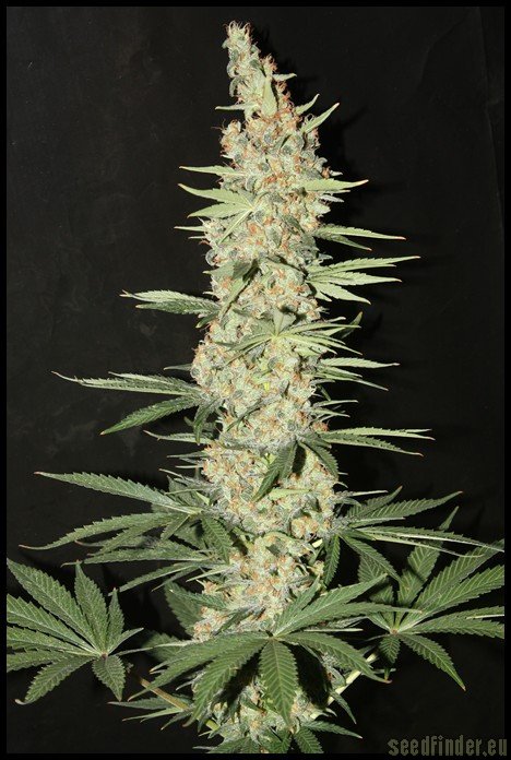 Delicious Seeds Critical Kali Mist