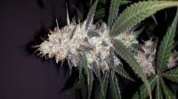 Delicious Seeds Critical Kali Mist - foto de admin