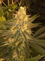 Delicious Seeds Critical Sensi Star - foto de Prorealz