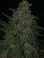 Delicious Seeds Critical Sensi Star - foto de Prorealz