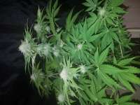 Delicious Seeds Dark Purple Auto - foto de Kiffcowboy