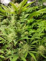 Delicious Seeds Delicious Cookies Auto - foto de Zanate2022