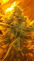 Imagen de Cannabis1 (Fruity Chronic Juice)