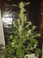 Imagen de tencer (Fruity Chronic Juice)