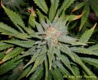 Delicious Seeds Northern Light Blue - foto de hankpankwank