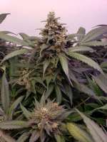 Delicious Seeds Northern Lights X Big Bud Early Harvest - foto de Tree477