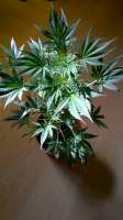 Delicious Seeds Sugar Black Rose Auto - foto de amart