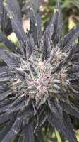 Delicious Seeds Sugar Black Rose Fast Version - foto de canofthiscannabis