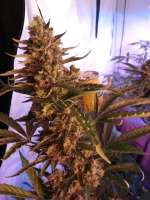 Dinafem Blue Cheese Autoflowering - foto de KapMJ