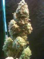 Imagen de drsizzurp69 (Blue Widow)