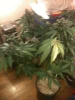 Imagen de drsizzurp69 (Blue Widow)